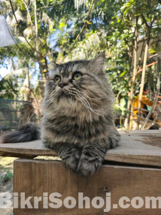 Tabby Pure Persian Male Cat